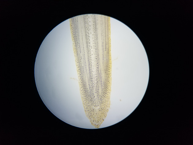 Onion Root Mitosis Slides - Onion Root  Mitosis  02 100X